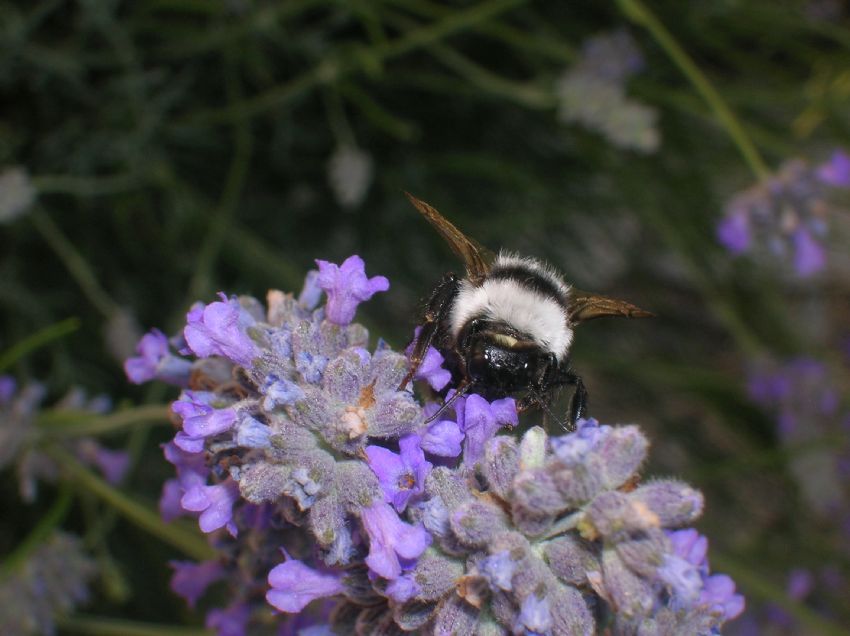 Tombul ar ve lavantalar.