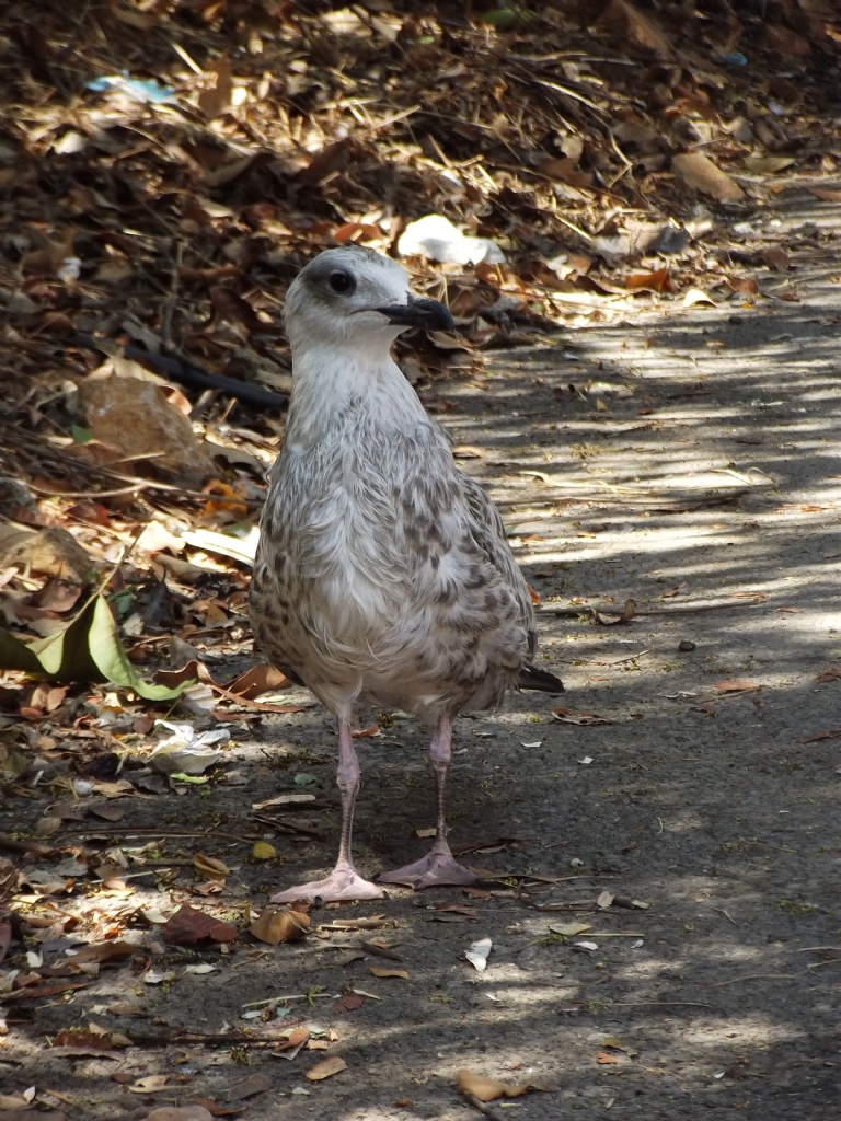 Poz vermesini iyi biliyor