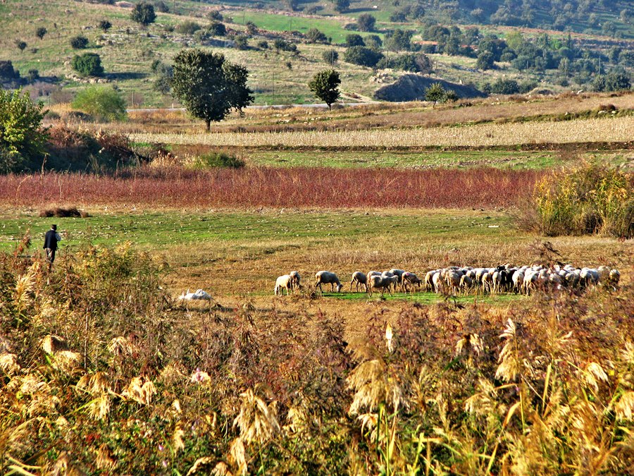 Gnlm yayla yaptm