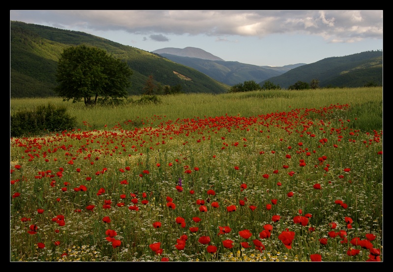 Ilgaz ve gelincikler...