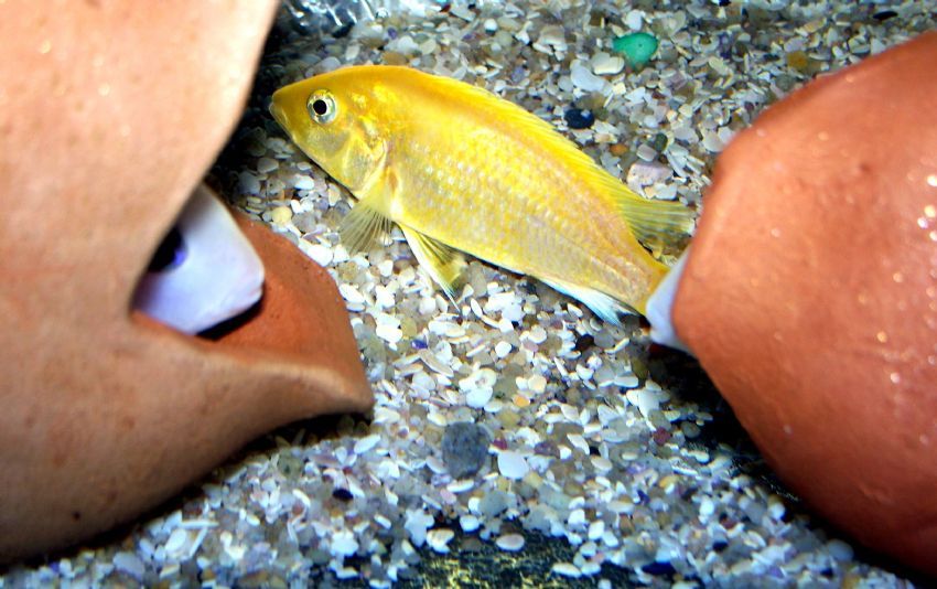 piranhann kafa tutamad tek balk ciklet