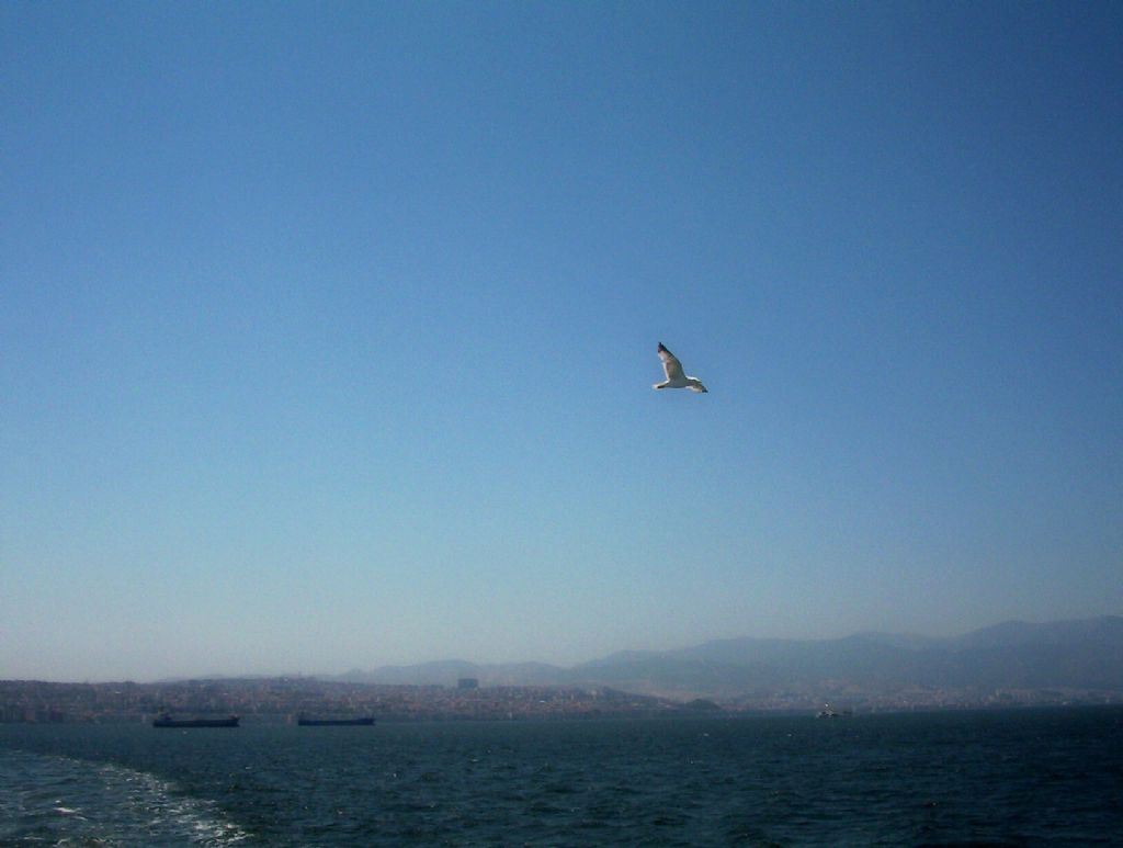 K�rfezde u�an mart�