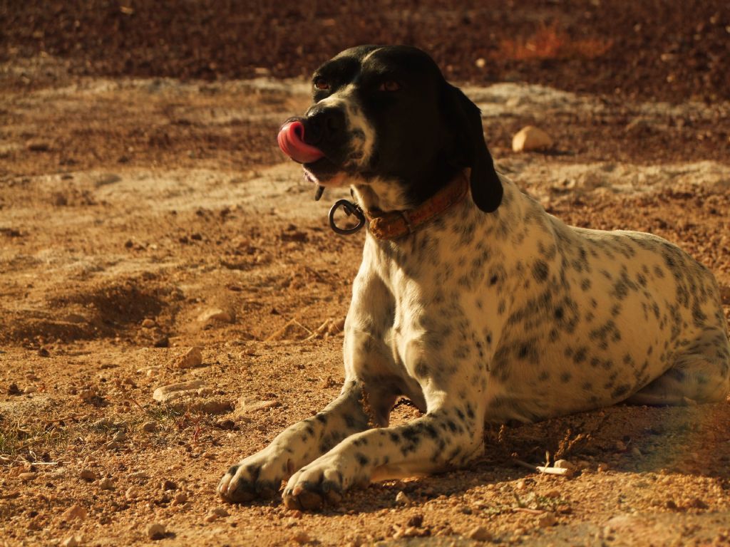 karao�lan (ya rabbi ��k�r:)