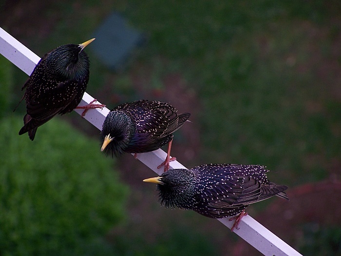 Pancur st Muhabbetler