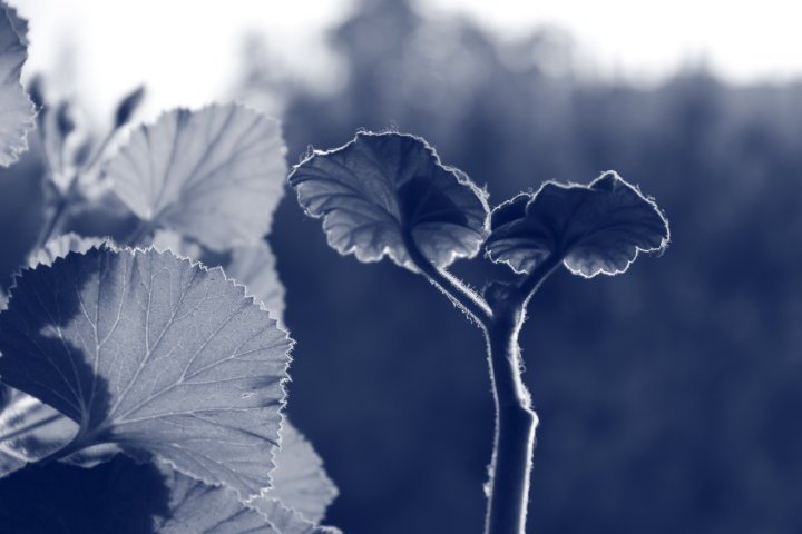 pelargonum domesticum/sardunya