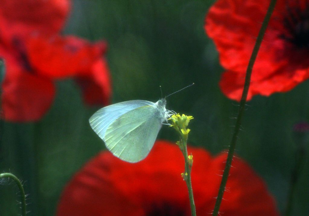 beyaz kelebek