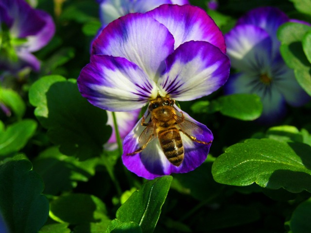 Viola cornuta