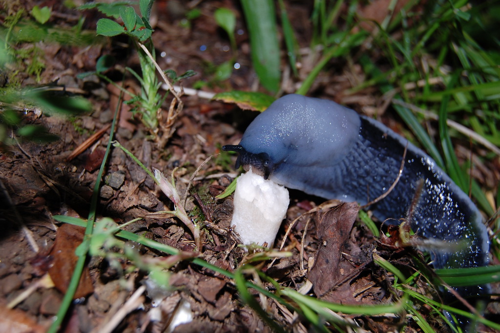 Salyangoz Beslenmesi