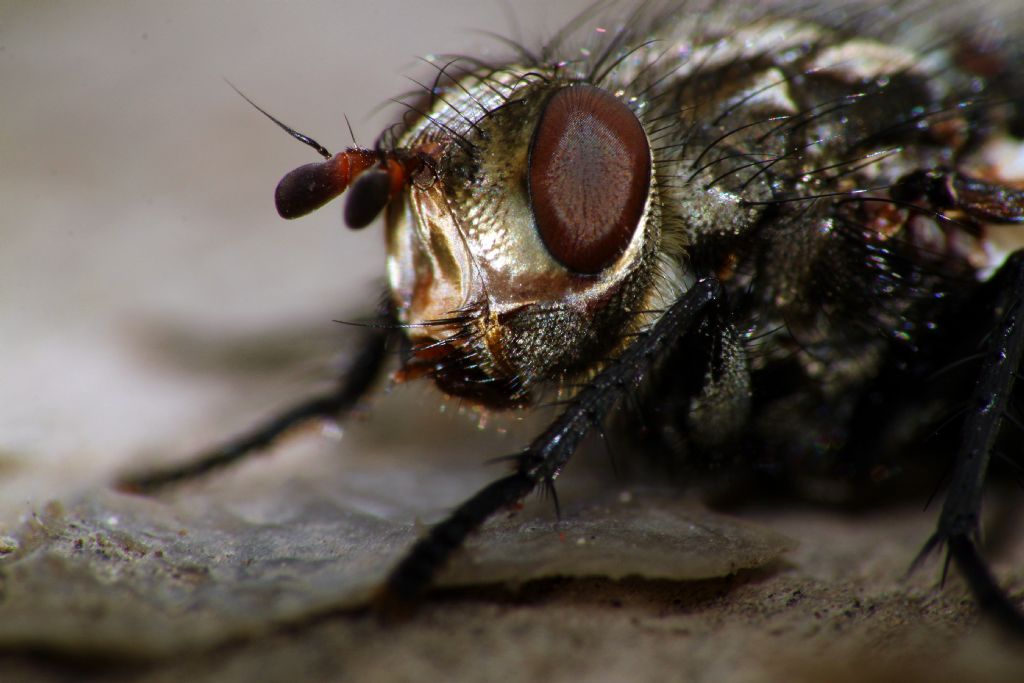 Musca domestica