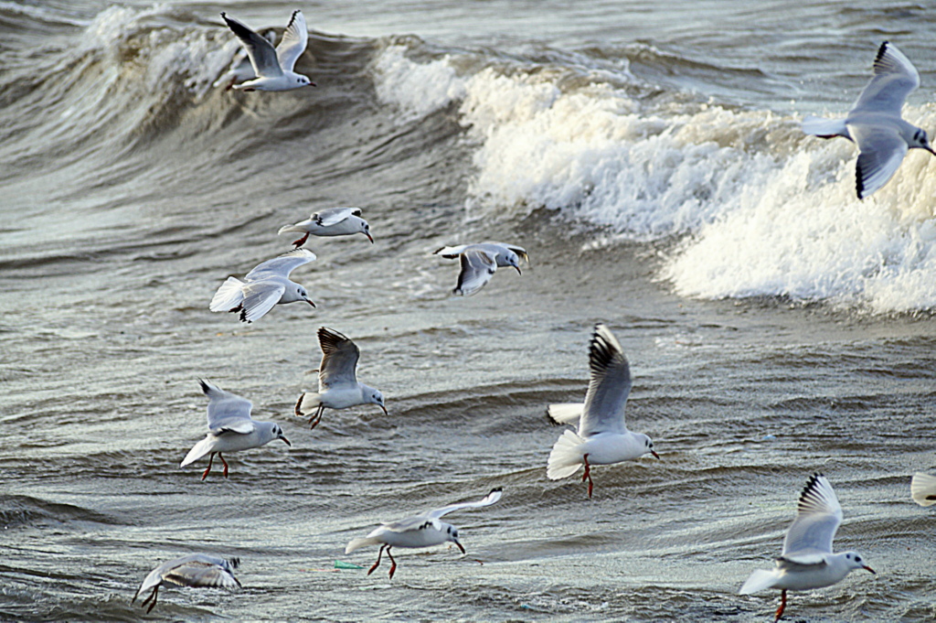 MARTILARIN DALGALARLA DANSI