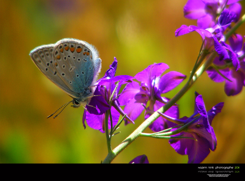 ... ::: Hayrl Kandiller ::: ... 