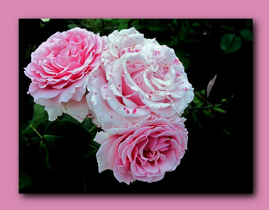 En Sevdiim Gller....