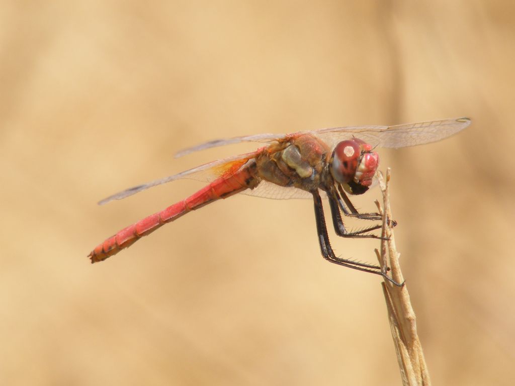 helikopter (yusufcuk)