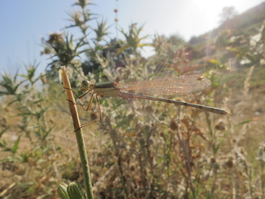 helikopter bcei galiba