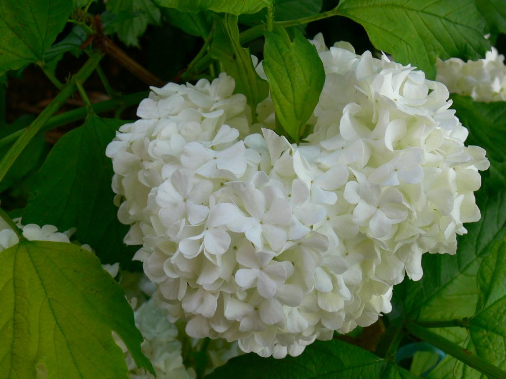 yeiller arasnda beyaz gelin gibi