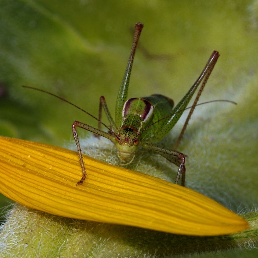 �ekirge 1 z�plar..