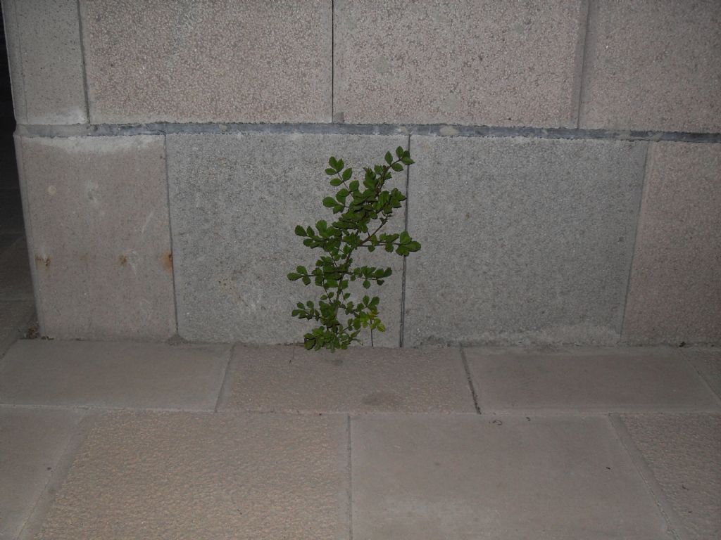 Betonlara �nat Ya�am!