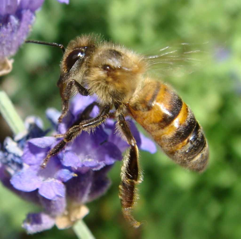 �al��kan ar�