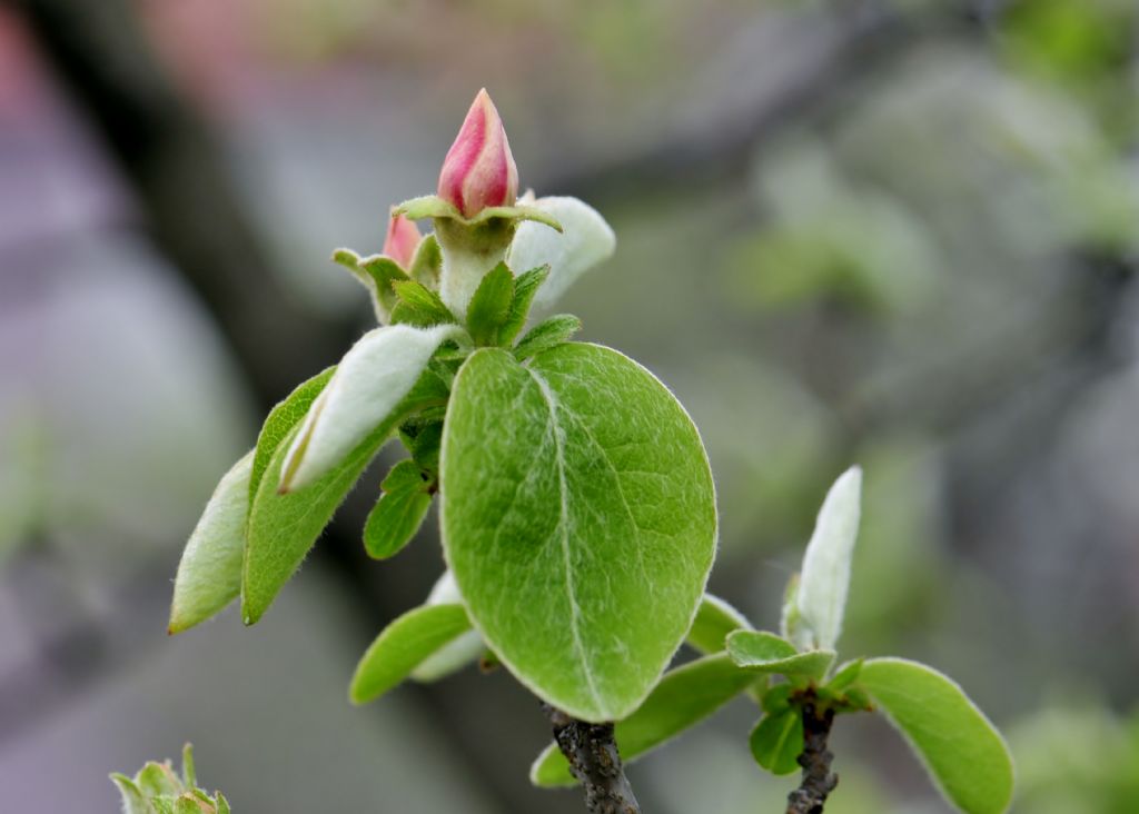 yva �i�ek A�m��