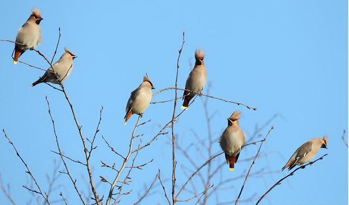 SAMSUN Asarc�k �l�emizde �pekkuyruk Heycan�.