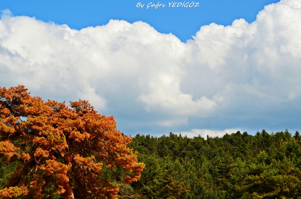 kastamonu devrekhani