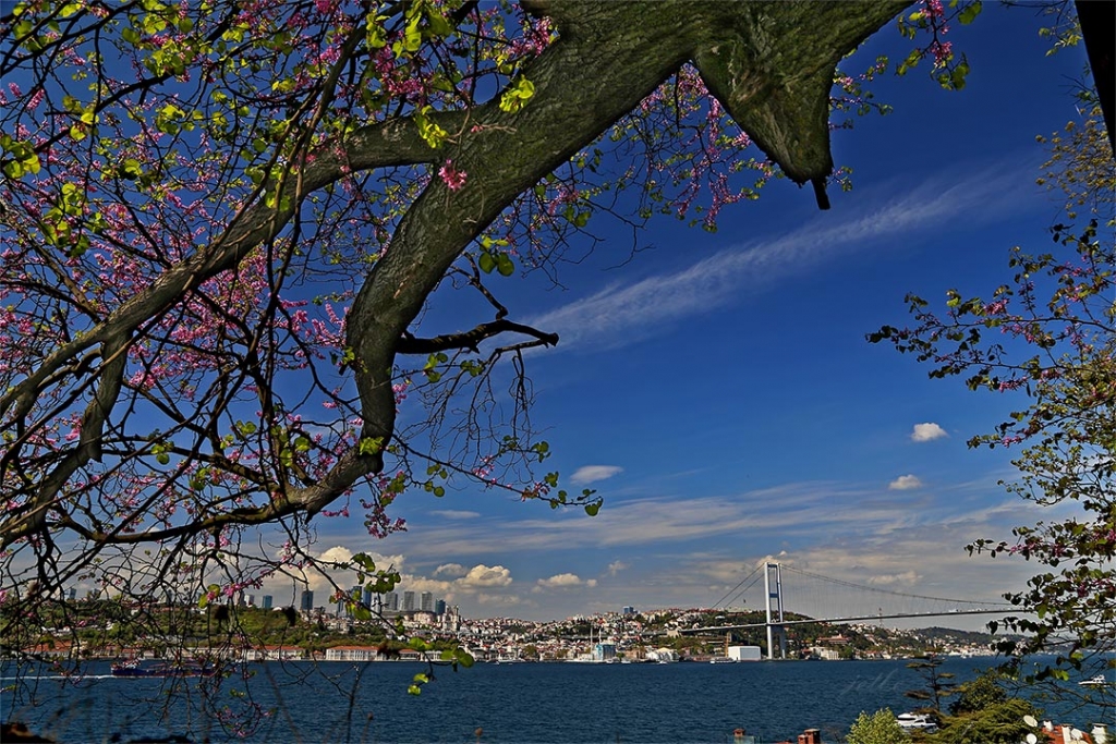 Baharn rengi istanbul'da erguvan