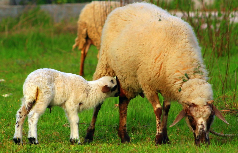 Annesinin kuzusu....