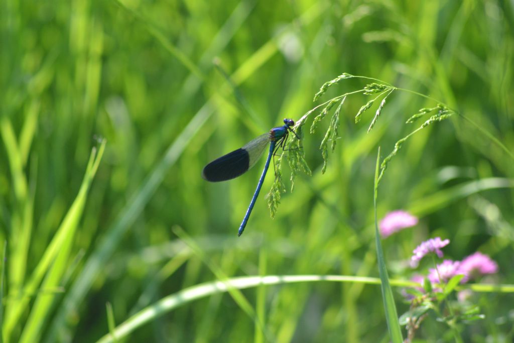 Peygamber devesi (yusufuk)