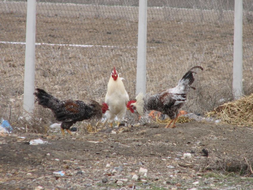 bu plkte kim tecek?!