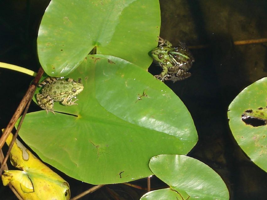 nil�fer ve kurba�alar�n a�k�