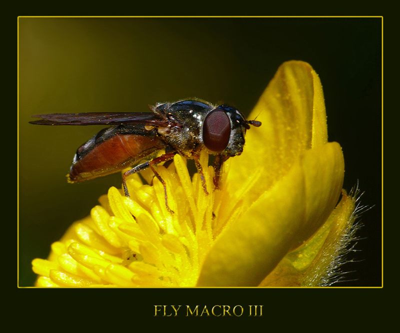 FLY MACRO III