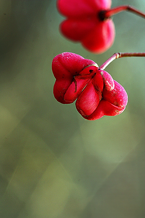 Doa'dan 37(euonymus)