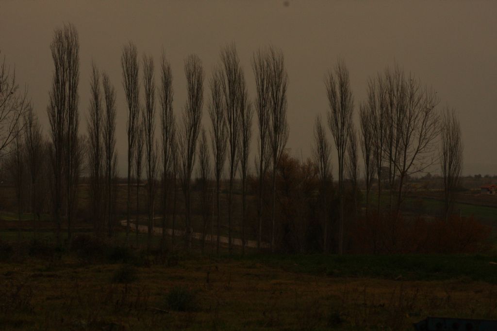 Bir k�y yolu kenar�nda kavak a�a�lar�n�n selam�...