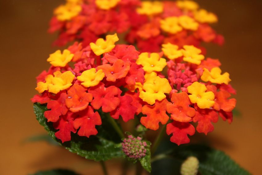 Fanatik �i�ek GS'li