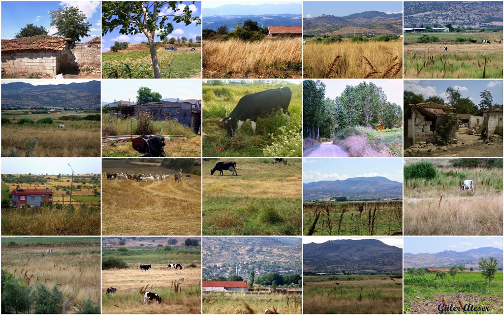 K�rsal kesimden kareler