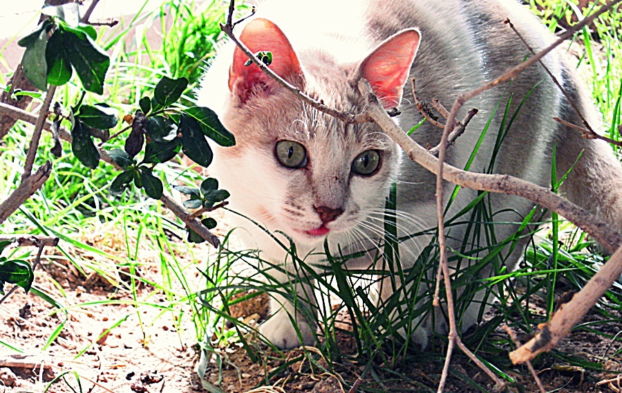 �a�k�n�m benim..