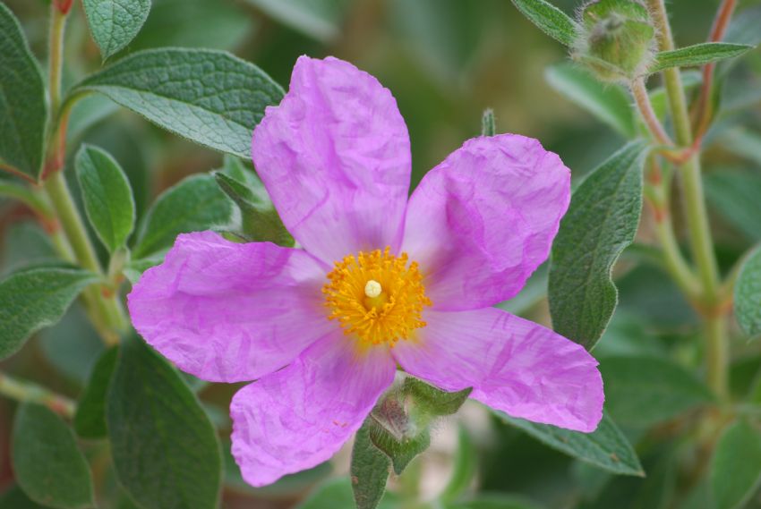 cistus