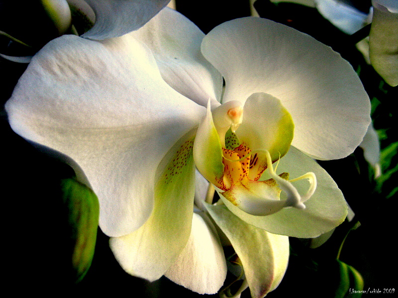 orkide