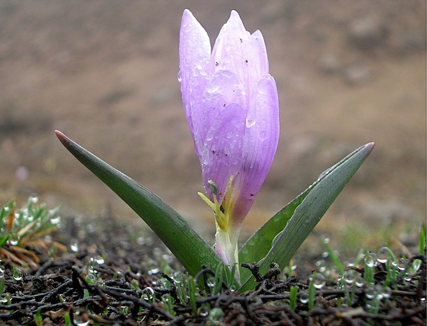 Vargit - dersemde  Sen gitme....