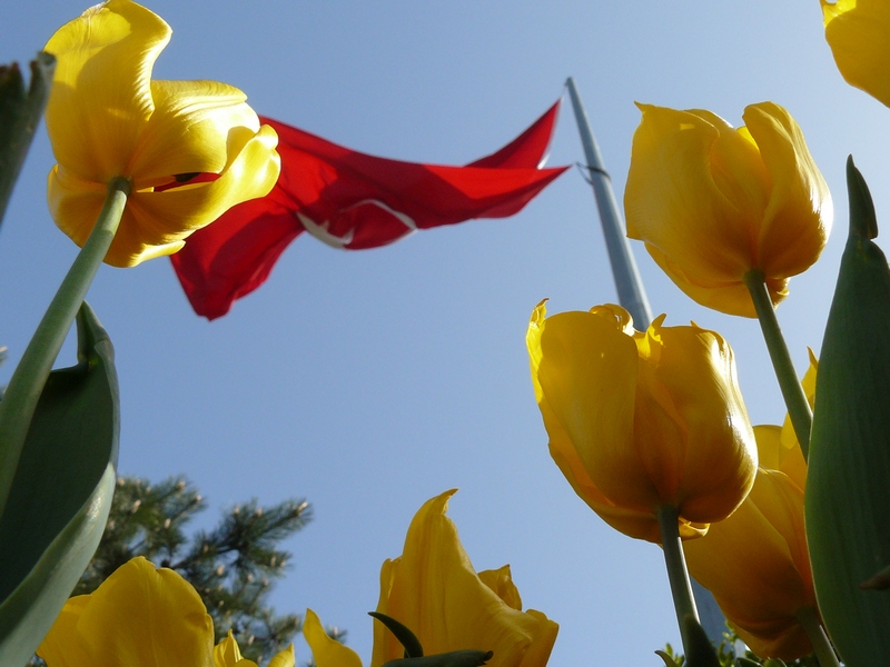 Bayra��m�z ve laleler