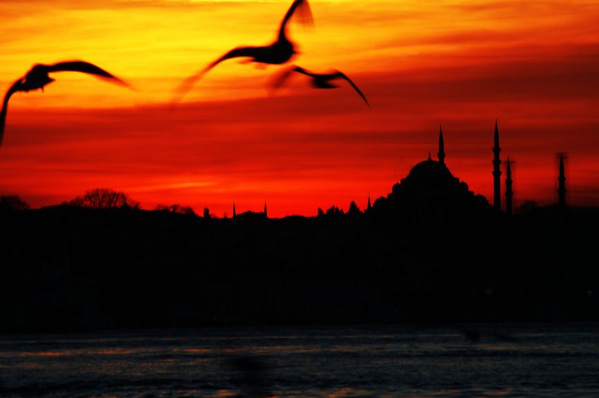 akam martlar ve istanbul