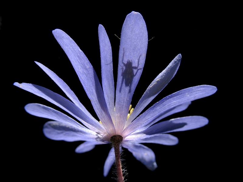 Anemone Blanda