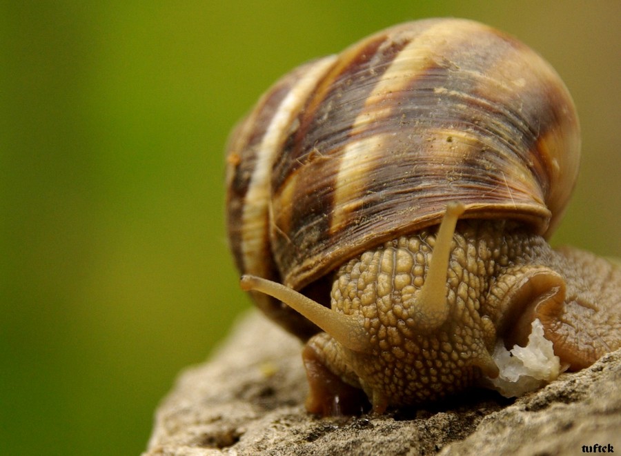 s�m�kl� b�c�k