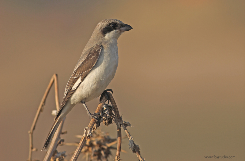 �r�mcek ku�u 2