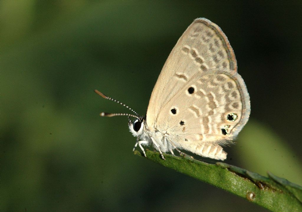 Akdeniz M�cevher Kelebe�i(Lachides galba)