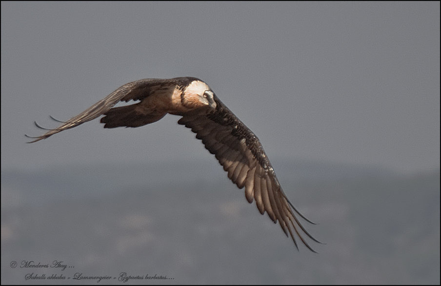 Sakall akbaba Lammergeier / Gypaetus barbatus