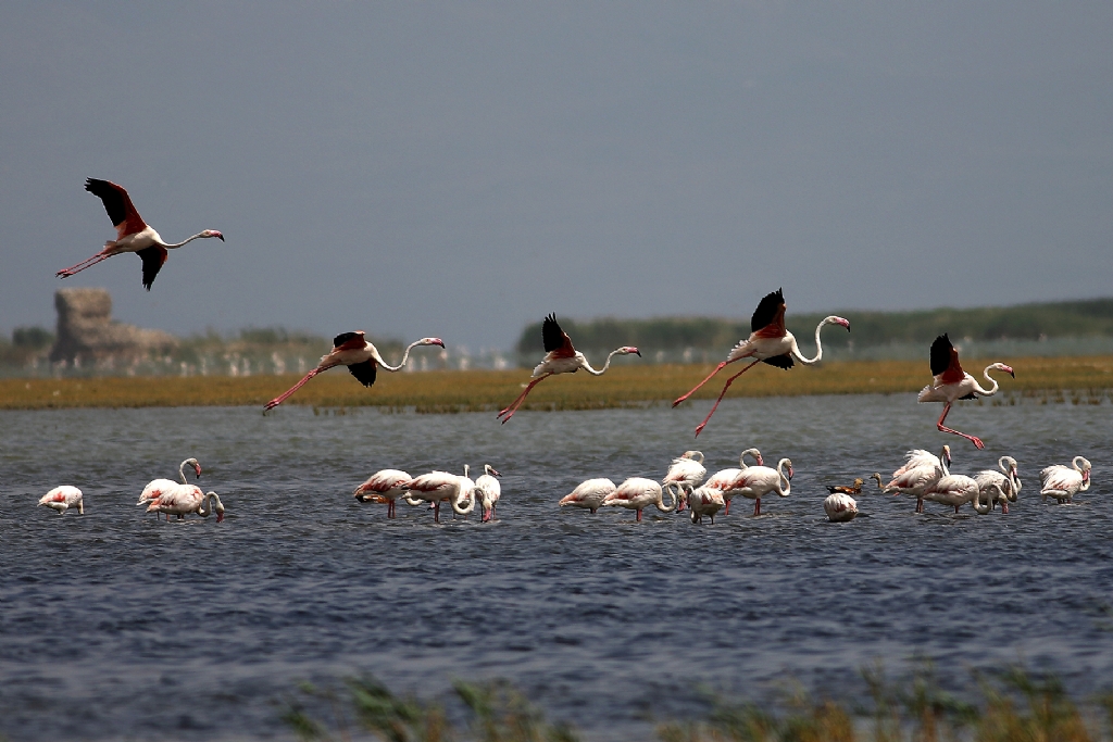 Balerinlerin gsterisi.