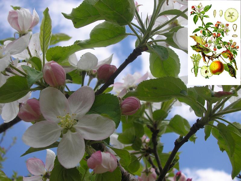 Malus domestica (elma)