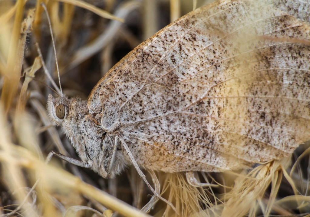 makro tp ile beraber 70-300