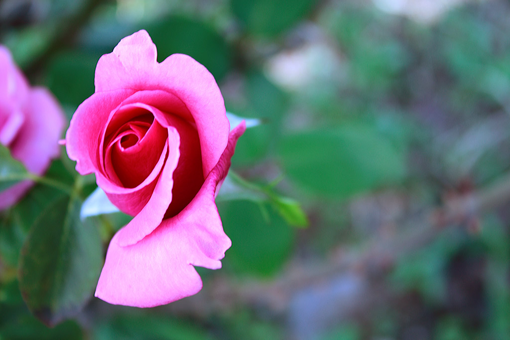 Doum gnnz kutlu olsun Efendim